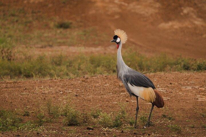 Nairobi National Park Tour