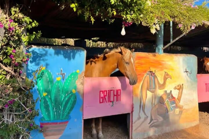 Horse Riding in Agadir on the Beach – Sunset Guided Tour
