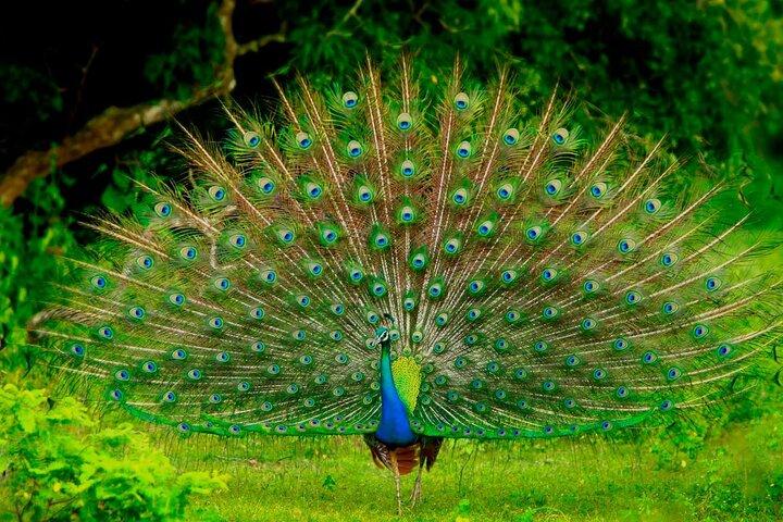 Yala National Park Full Day Safari (Private & All-Inclusive)