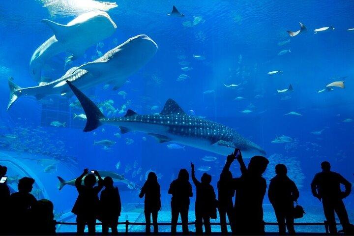 Dubai Aquarium and Underwater Zoo with Penguin Cove Tickets