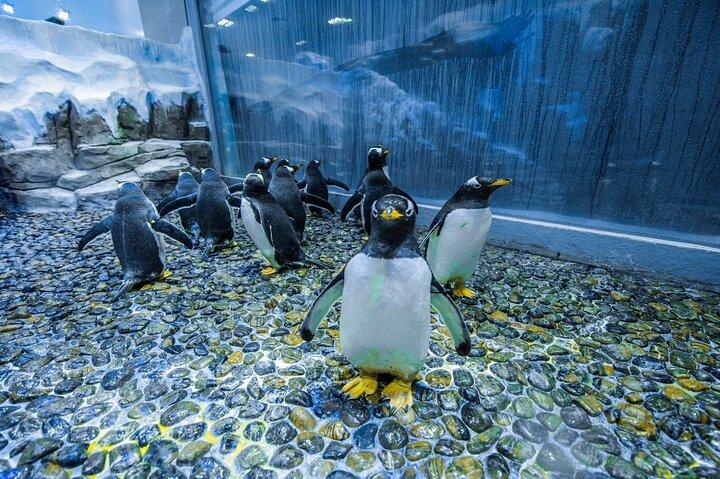 Dubai Aquarium and Underwater Zoo with Penguin Cove Tickets