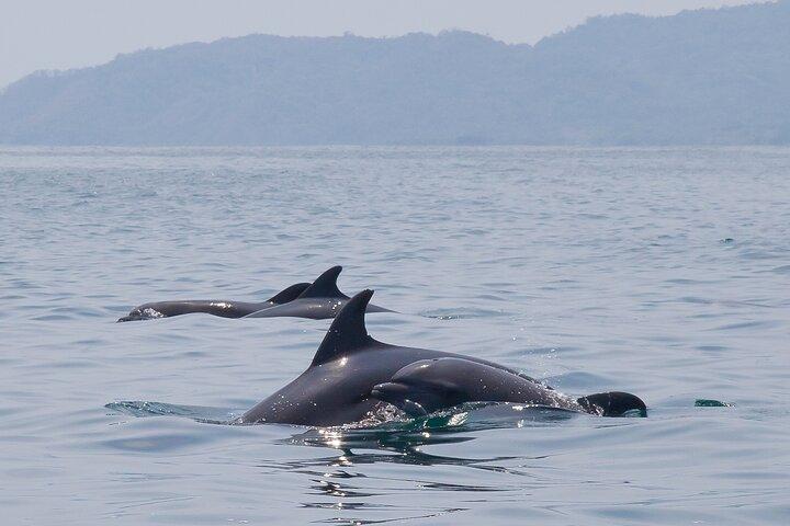 Tortuga Island Snorkeling Boat Tour from Santa Teresa Costa Rica