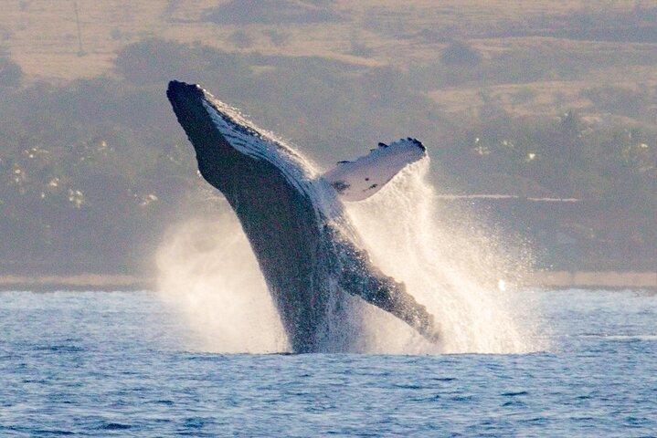 Maui: Molokini & Turtle Town Snorkel & Waterslide Adventure