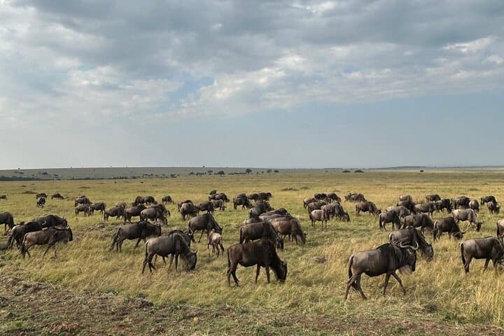 3 Days Masai Mara Group Joining Package