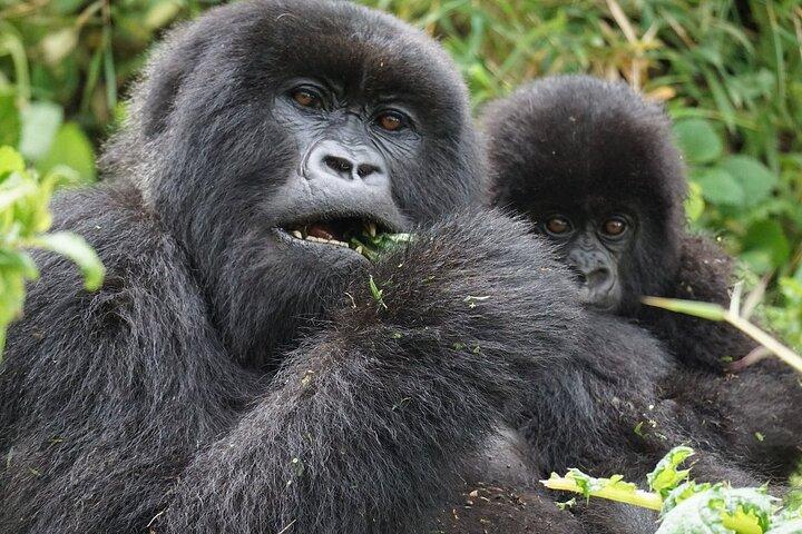 One Day Gorilla Trekking in Volcanoes National Park