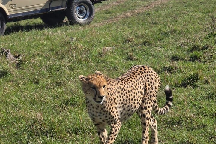 4 Days Masai Mara and Lake Nakuru Group Safari in a Landcruiser
