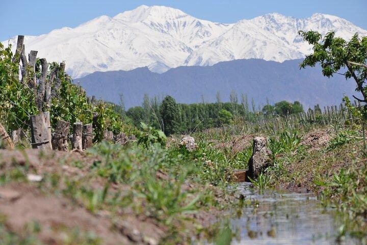Mendoza Wine Tasting at Bodega Ciclo Andino with Snacks