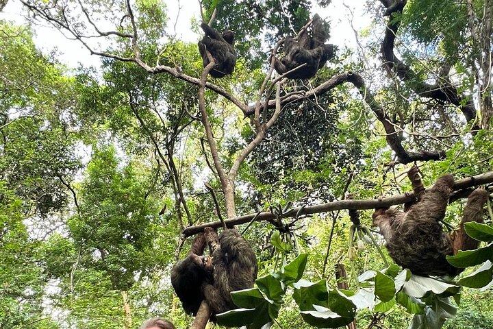 Roatán Shore Excursions: Sloth ATV/Buggy Thrill & Beach(1Beer/pp)