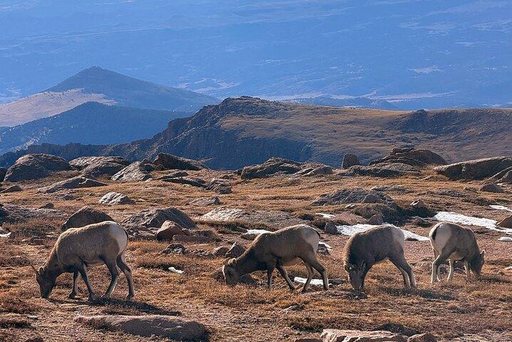 Explore Pikes Peak and Garden of the Gods Full Day Tour