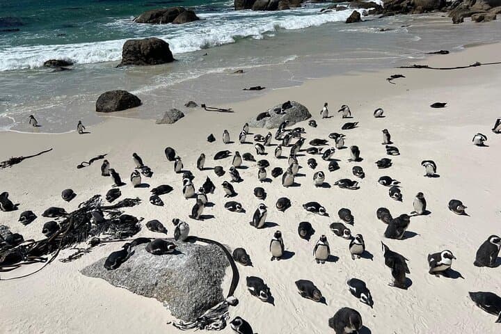 Cape of Good Hope Full-Day Tour: Boulders Beach Penguin Colony