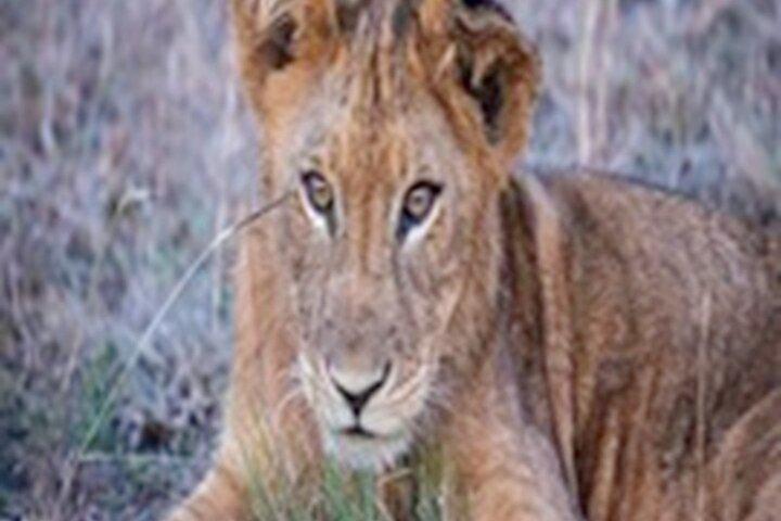 Discover Our5-Day Tanzania Group Budget Safari: Top Guided Safari