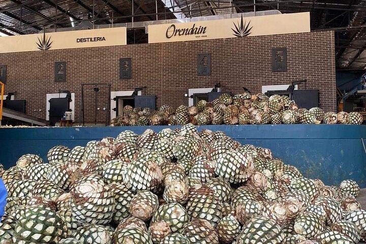 Private Tour to Tequila Distillery and Cantaritos and Celebration