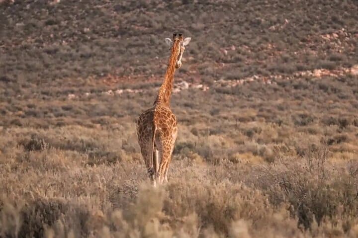 Cape town: Aquila sunset safari tour with lunch included