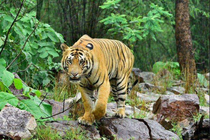Delhi: Same Day Sariska National Park Tour with Tiger Safari