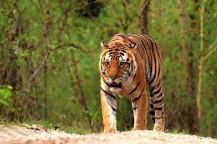 Delhi: Same Day Sariska National Park Tour with Tiger Safari