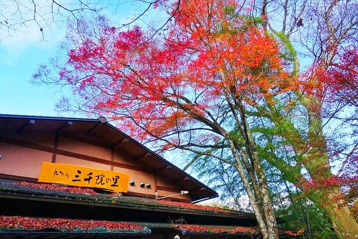 Sanzen-in Temple and Arashiyama Exploration in Kyoto Day Trip