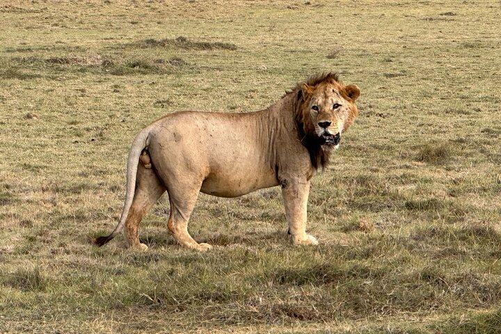 Half Day Nairobi National Park Game Drive tour.