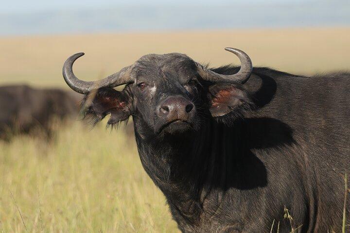 Half Day Nairobi National Park Game Drive tour.