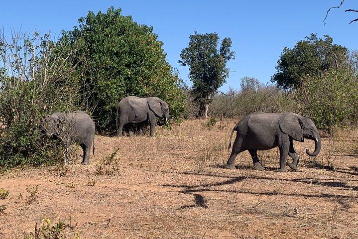 Rhino Game Drive in Mosi-oa-Tunya National Park