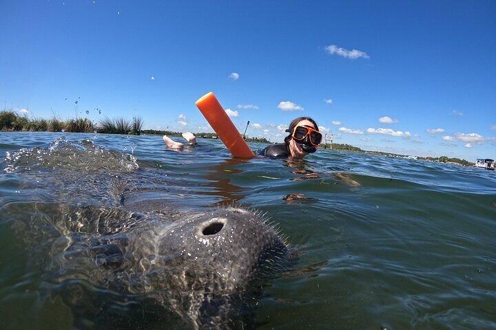 All-Inclusive Small Group Manatee Swim with Free Photos