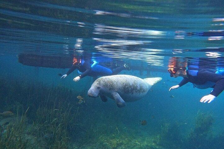 All-Inclusive Small Group Manatee Swim with Free Photos