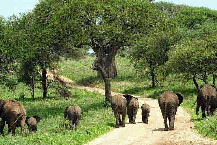 1 Day Safari Tour to Mikumi National Park from Zanzibar