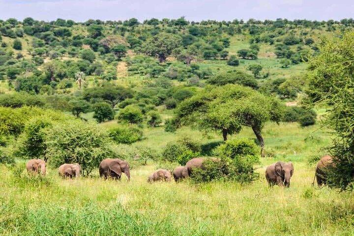 1 Day Safari Tour to Mikumi National Park from Zanzibar