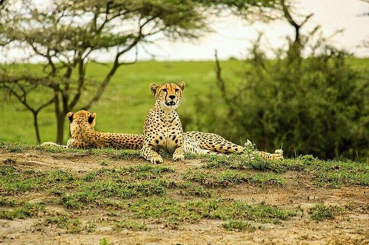 1 Day Safari Tour to Mikumi National Park from Zanzibar