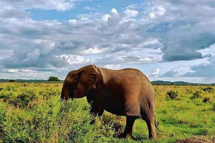1 Day Safari Tour to Mikumi National Park from Zanzibar