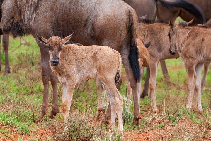 Latest Updates On The Top Best 3 day Serengeti Migration Safari