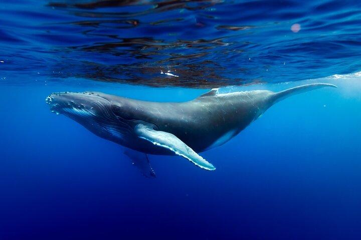 Shared whale watching tour TAHITI