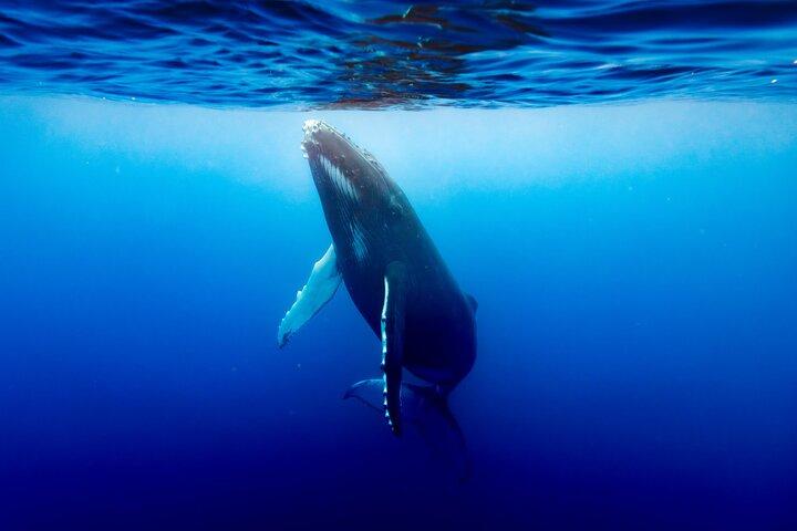 Shared whale watching tour TAHITI