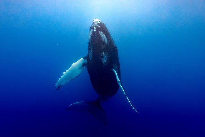 Shared whale watching tour TAHITI
