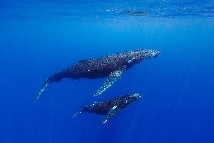 Shared whale watching tour TAHITI
