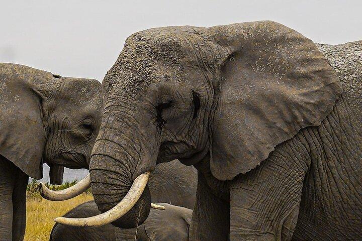 Premium Amboseli Day Trip from Nairobi