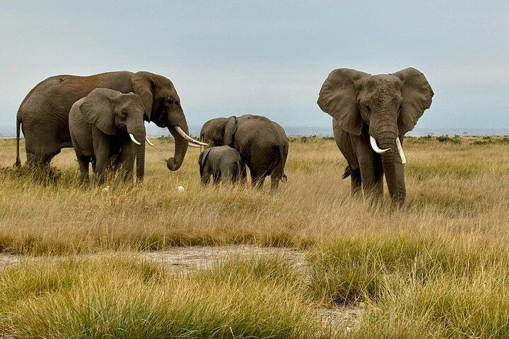 Premium Amboseli Day Trip from Nairobi