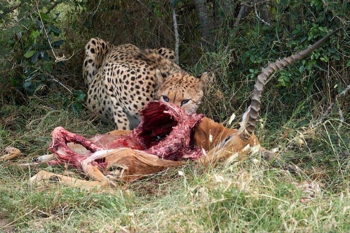 14-Day Serengeti Maasai Mara Amboseli Tarangire Zanzibar