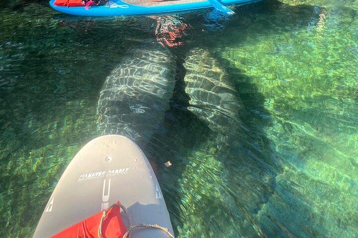 Crystal River Paddle Board Rental | 4 Hour | See The Manatees!