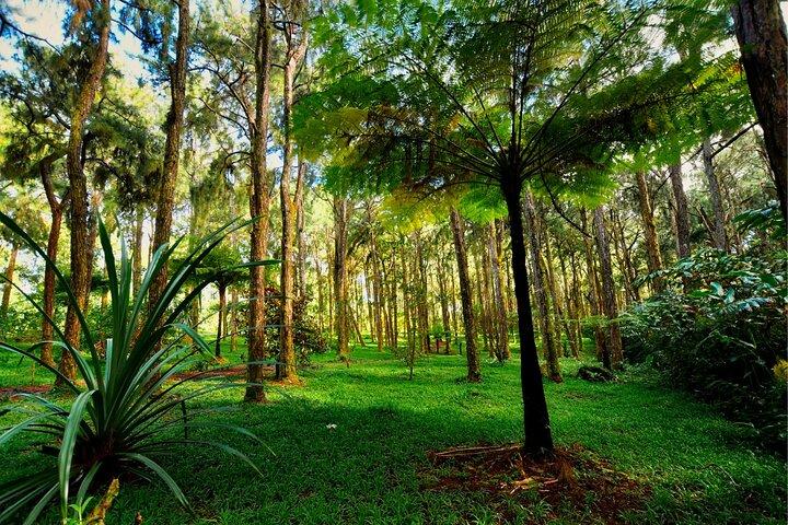 Mauritius: South Tour with Private Hotel Pickup
