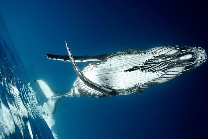 Respectful whale excursion to Tahiti in 4h30