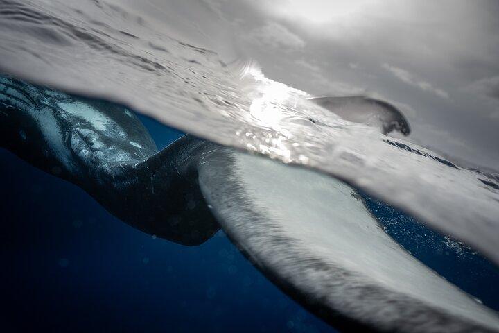Respectful whale excursion to Tahiti in 4h30
