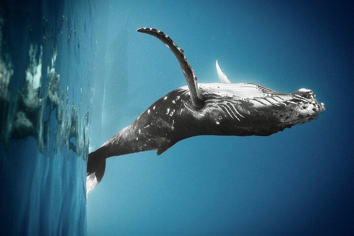 Respectful whale excursion to Tahiti in 4h30