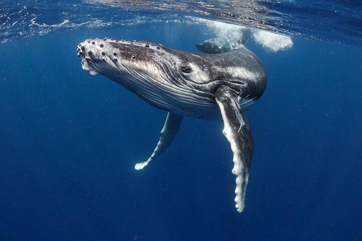 Respectful whale excursion to Tahiti in 4h30