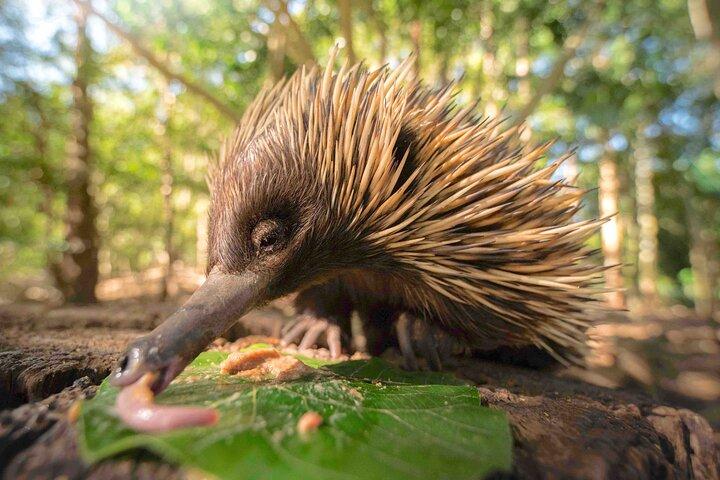 Australia Zoo Transfer from Noosa and Sunshine Coast