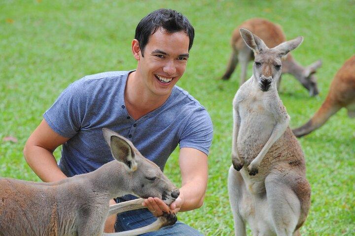 Australia Zoo Transfer from Noosa and Sunshine Coast