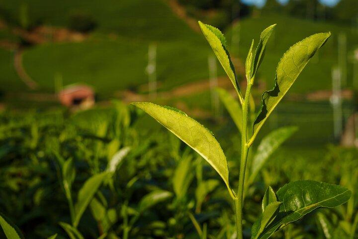 Scenic Green Tea Fields of Hidden Kyoto & Local Tea Exp (Private)