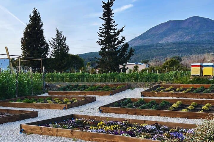 Pompeii: Dinner in a Farm To Table property on Mt. Vesuvius