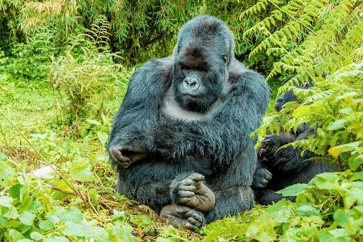 2 Days Rwanda Mountain Gorilla Trekking & Chimpanzee