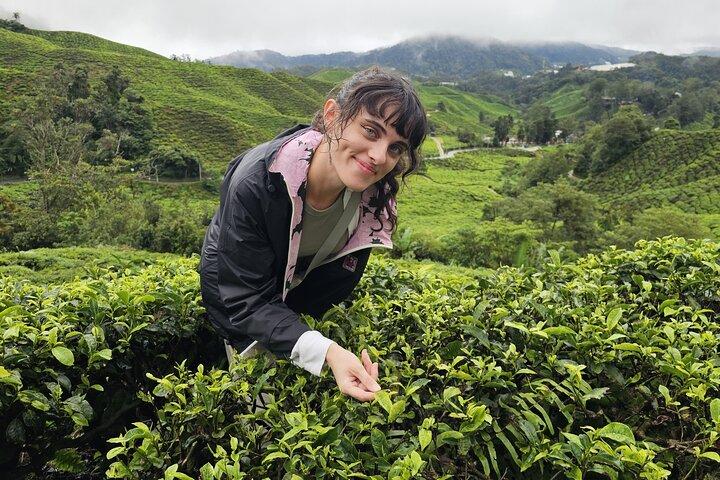 Cameron Highlands Day Trip from Ipoh with Lunch & Mossy Forest