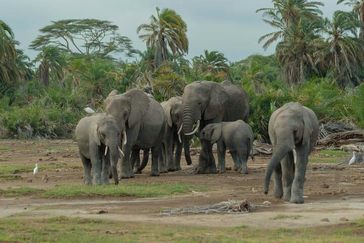 Masai Mara National Reserve Private 4 Day Tour